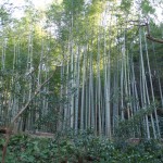 Bambushain entlang des Pfads / Bamboo along the path